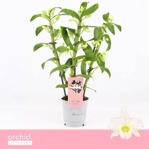 Dendrobium Nobile 3-R weiss T12 H040