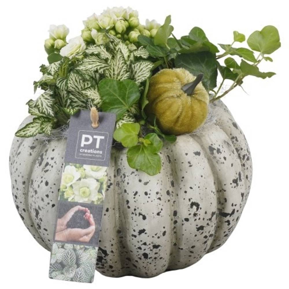 Kal.Arr PTHI5492 Herbst T17 H020