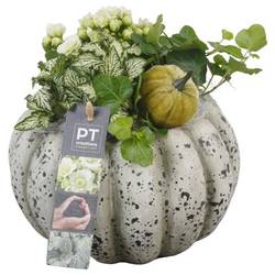 Kal.Arr PTHI5492 Herbst T17 H020