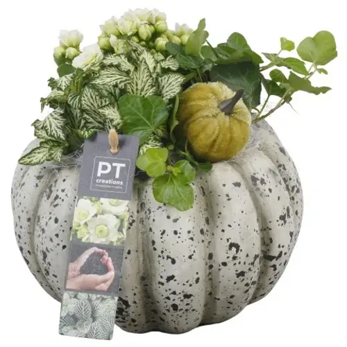 Kal.Arr PTHI5492 Herbst T17 H020