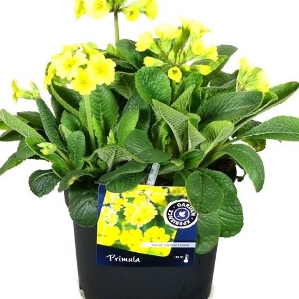 Primula Eliator Veris. Lemon T17 H040