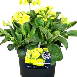 Primula Eliator Veris. Lemon T17 H040