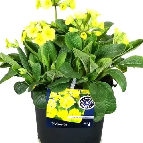 Primula Eliator Veris. Lemon T17 H040