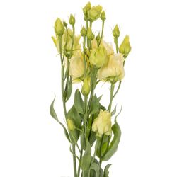 Lisianthus creme Alissa 5+Blüte 70cm