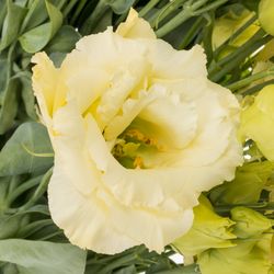 Lisianthus creme Alissa 5+Blüte 70cm