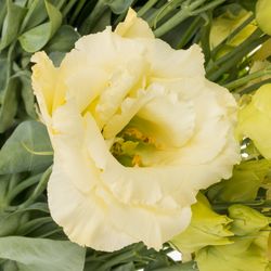 Lisianthus creme Alissa 5+Blute 70cm