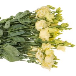 Lisianthus creme Alissa 5+Blüte 70cm