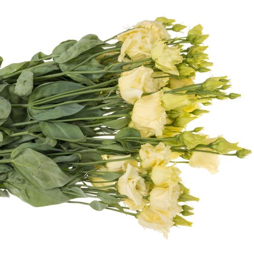 Lisianthus creme Alissa 5+Blüte 70cm