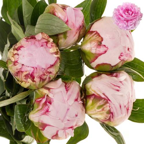 Pfingstrose rosa gefüllt Sarah Bernhard 60cm