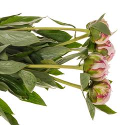 Pfingstrose rosa gefüllt Sarah Bernhard 60cm