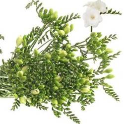 Freesie weiss Ambassador 16 Gramm