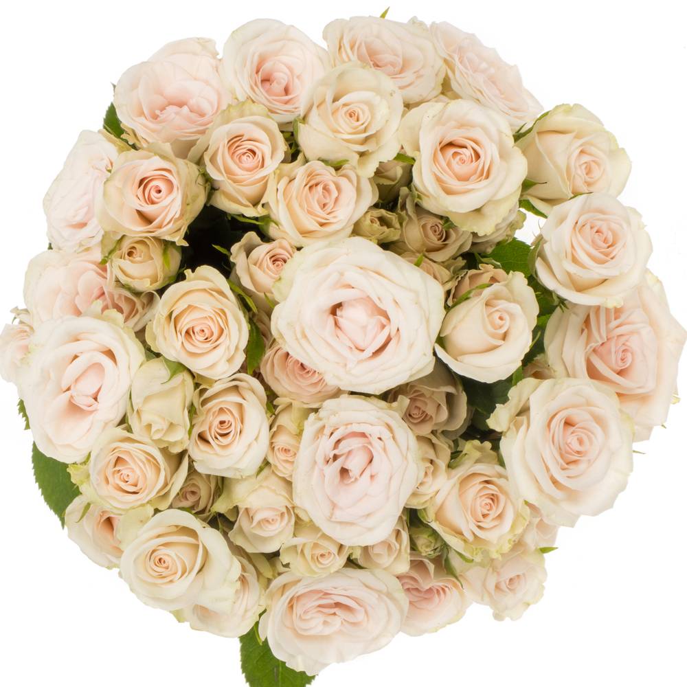 Rose verzweigt creme Royal Porcelina 5+Blüte 50cm