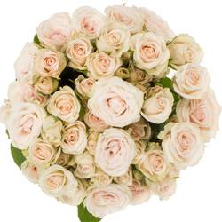 Rose verzweigt creme Royal Porcelina 5+Blüte 50cm