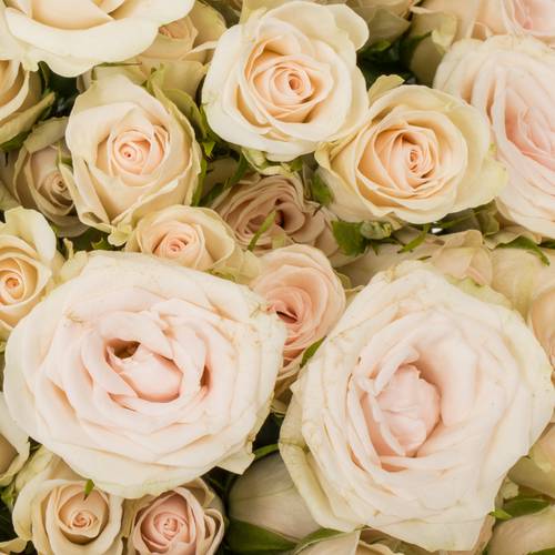 Rose verzweigt creme Royal Porcelina 5+Blüte 50cm