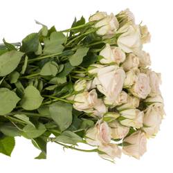Rose verzweigt creme Royal Porcelina 5+Blüte 50cm