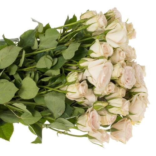 Rose verzweigt creme Royal Porcelina 5+Blüte 50cm