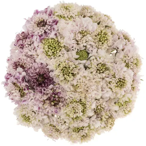 Scabiosa creme/milka Sweetness 45cm