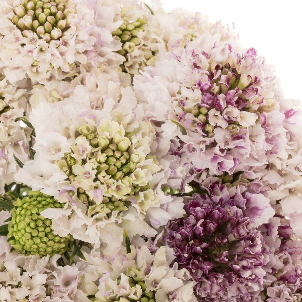 Scabiosa creme/milka Sweetness 45cm