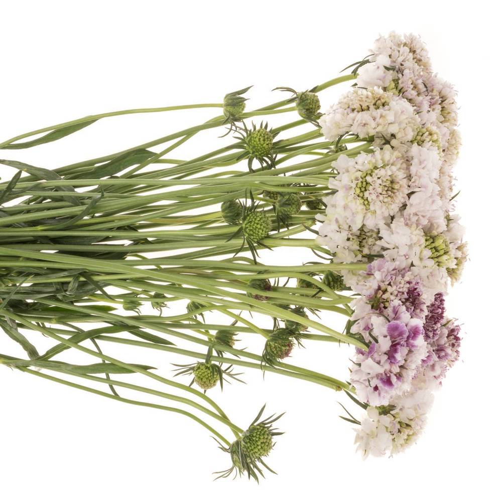 Scabiosa creme/milka Sweetness 45cm