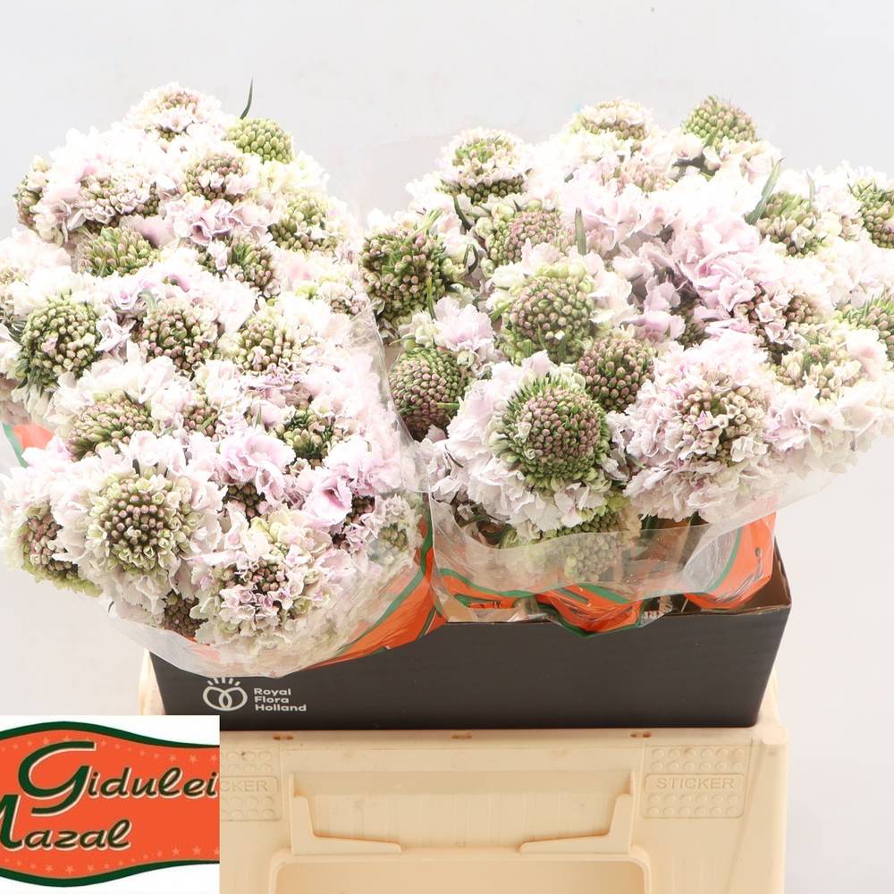Scabiosa lila Sweetness 45cm