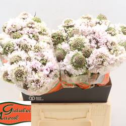 Scabiosa lila Sweetness 45cm