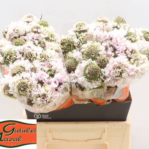 Scabiosa lila Sweetness 45cm