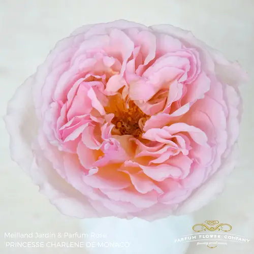 Rose rosa Charlene de Monaco duftend 60cm