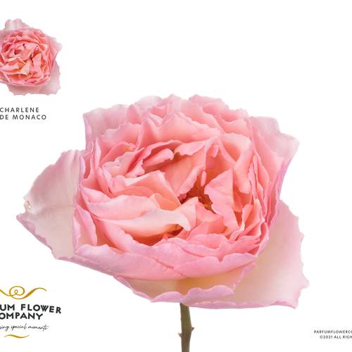 Rose rosa Charlene de Monaco duftend 60cm