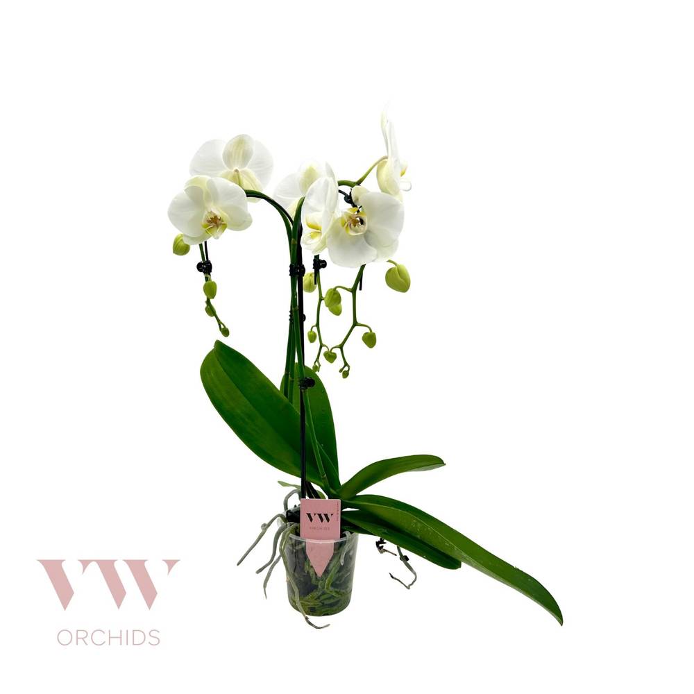 Phal.3-R weiss Regensch. Triple T12 H055