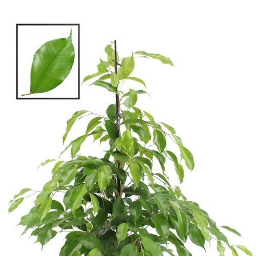 Ficus Benj. Exotica T21 H110