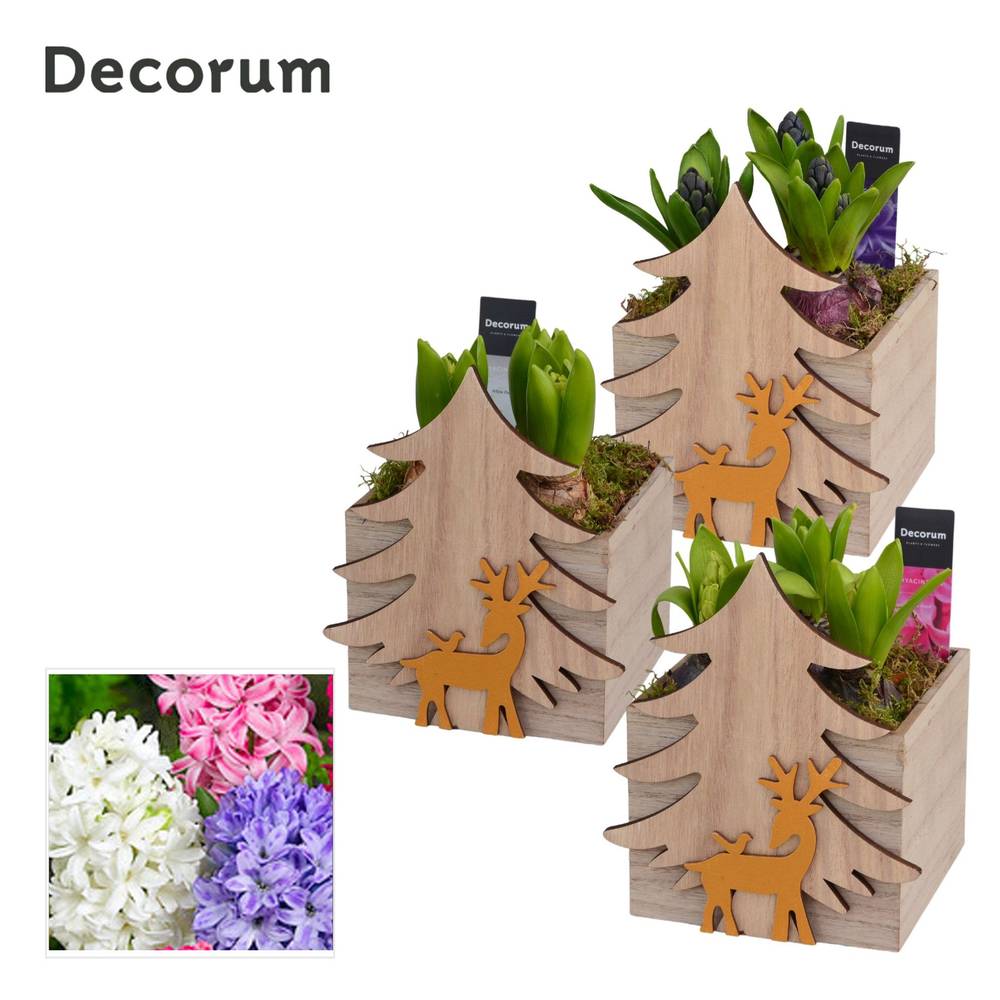 Hyac.Arr HL13182 Weihnachten T13 H018