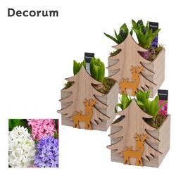 Hyac.Arr HL13182 Weihnachten T13 H018