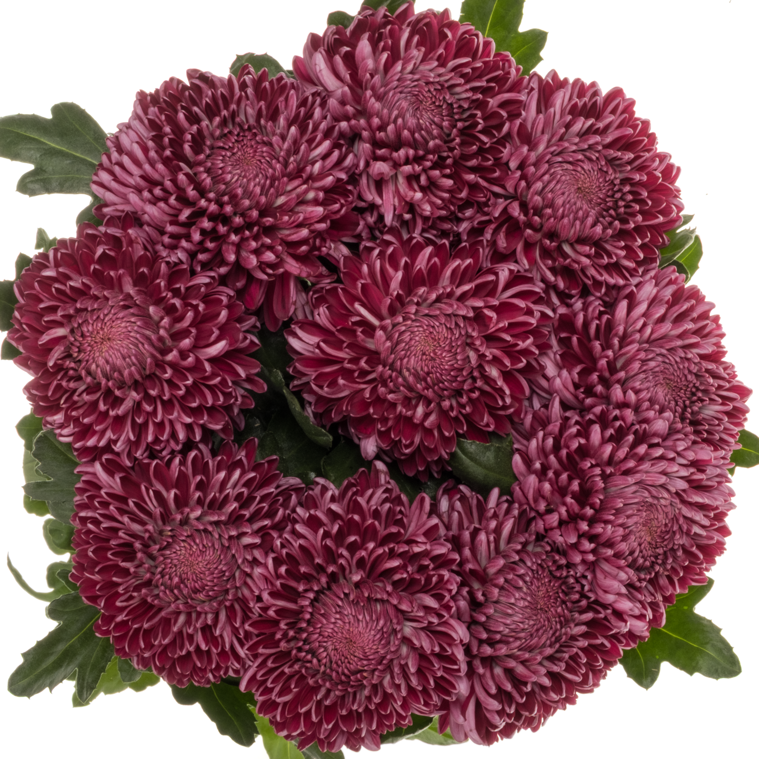 Chrys.Deko fuchsia Bigoudi 125 Gramm 75cm