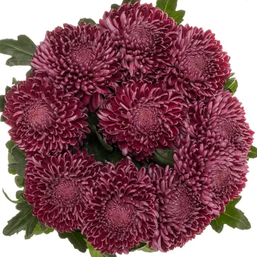Chrys.Deko fuchsia Bigoudi 125 Gramm 75cm