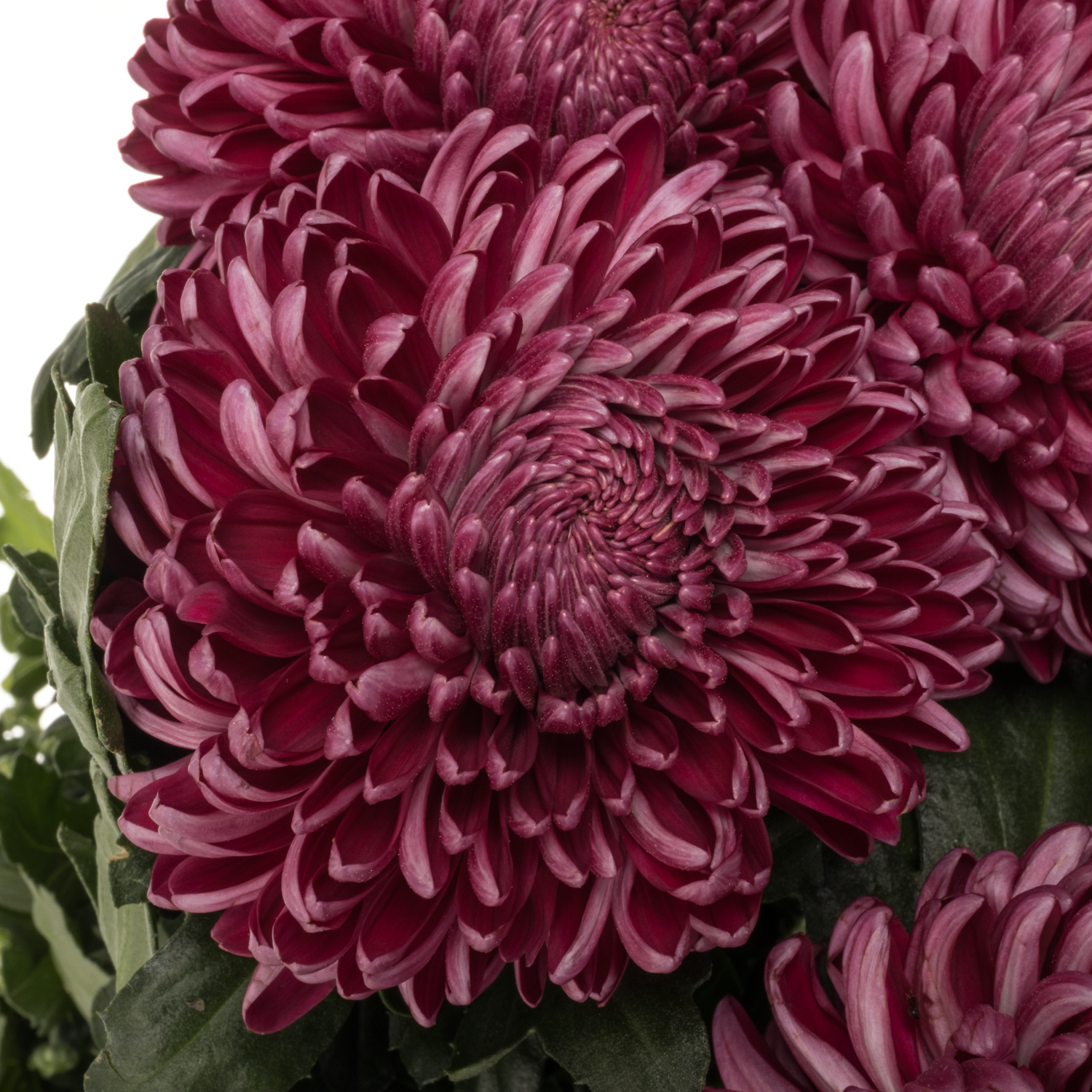 Chrys.Deko fuchsia Bigoudi 125 Gramm 75cm