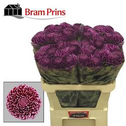 Chrys.Deko fuchsia Bigoudi 105 Gramm 75cm