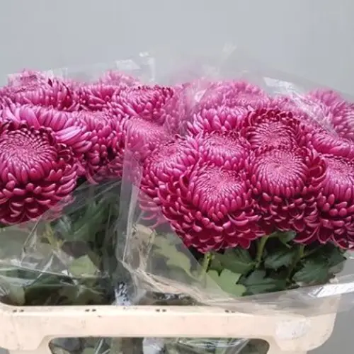 Chrys.Deko lila Bigoudi 110 Gramm 75cm