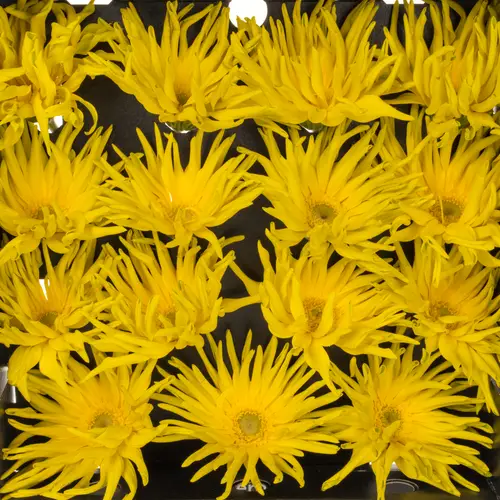 Gerbera gelb Pasta Zafferan