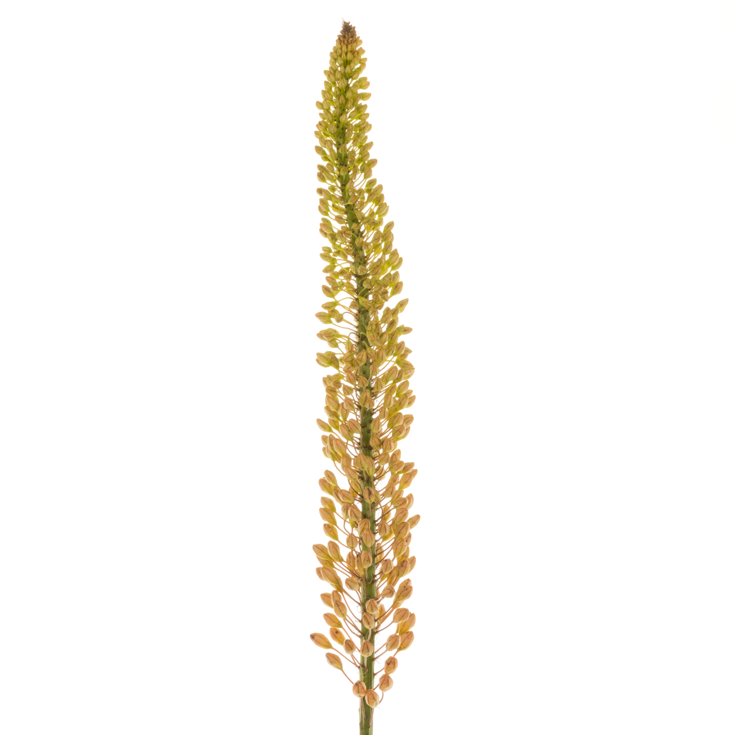 Eremurus orange 60cm