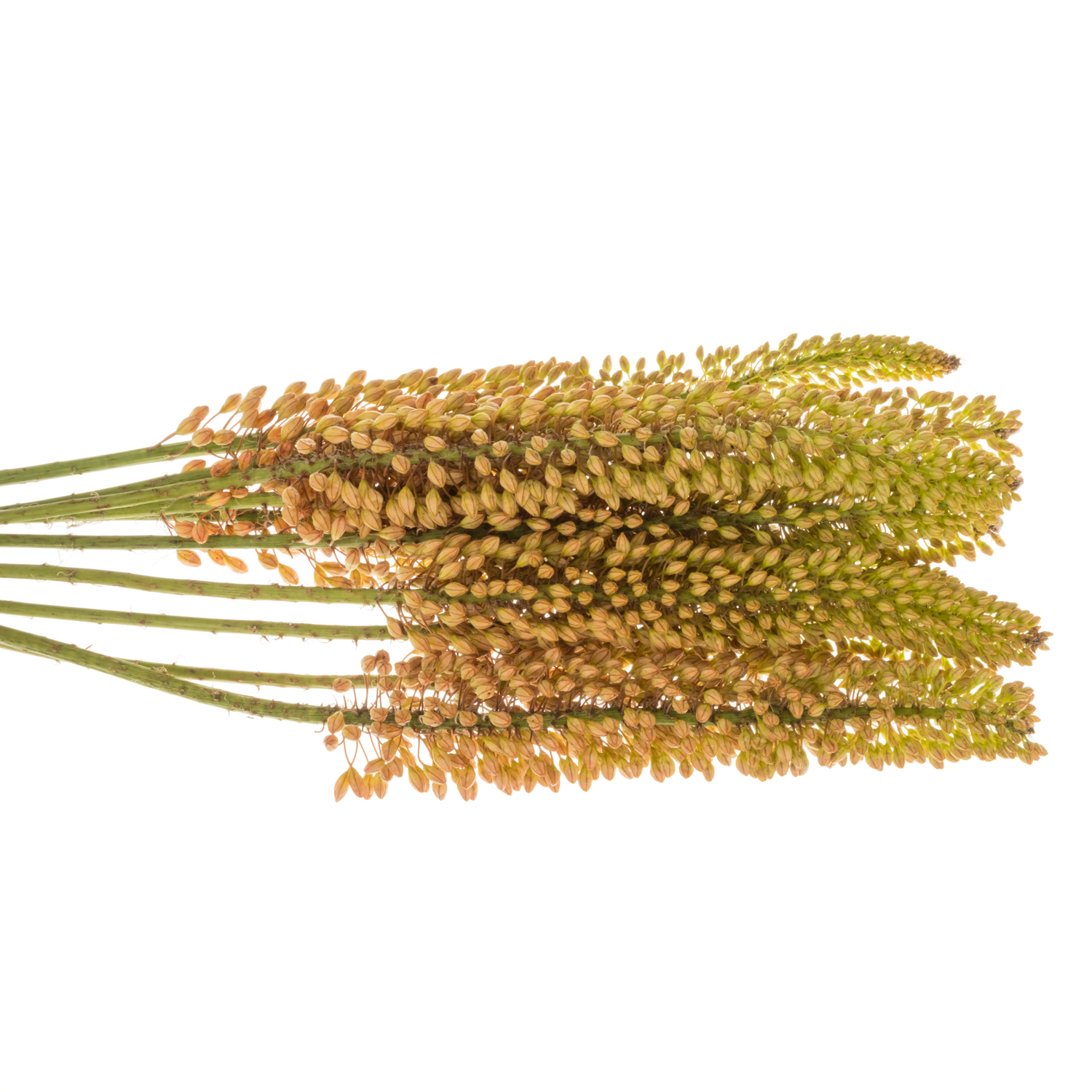 Eremurus orange 60cm