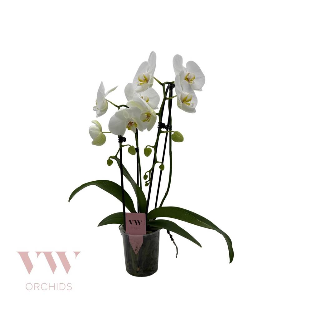 Phal.2-R weiss Cascade T12 H45
