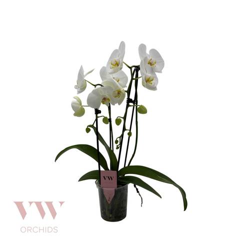 Phal.2-R weiss Cascade T12 H45
