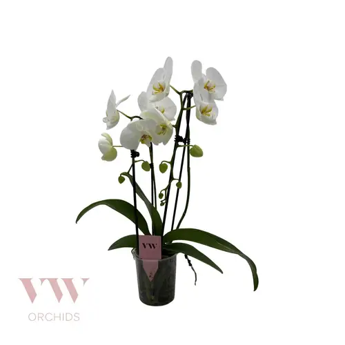 Phal.2-R weiss Cascade T12 H45