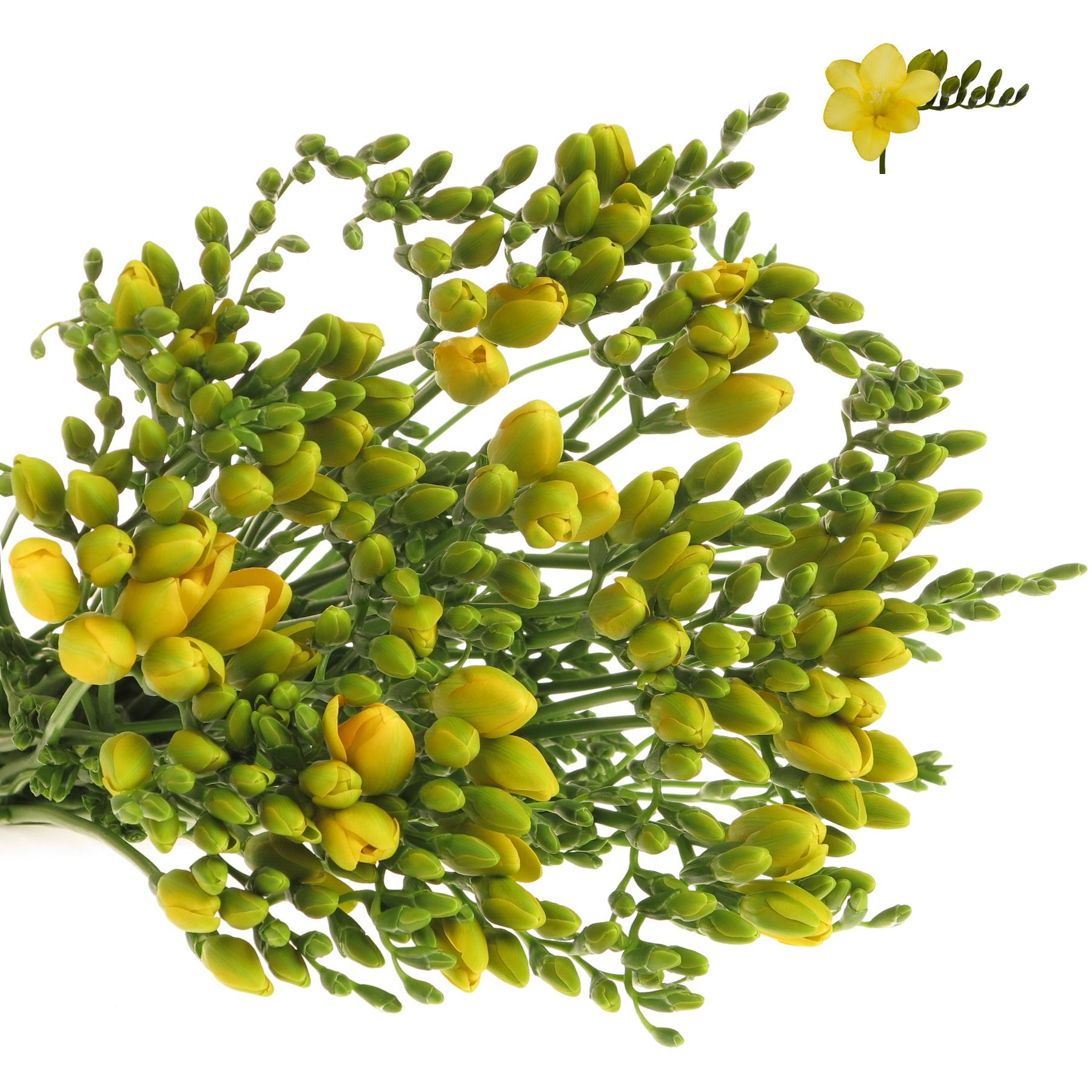 Freesie gelb Serrada 26 Gramm