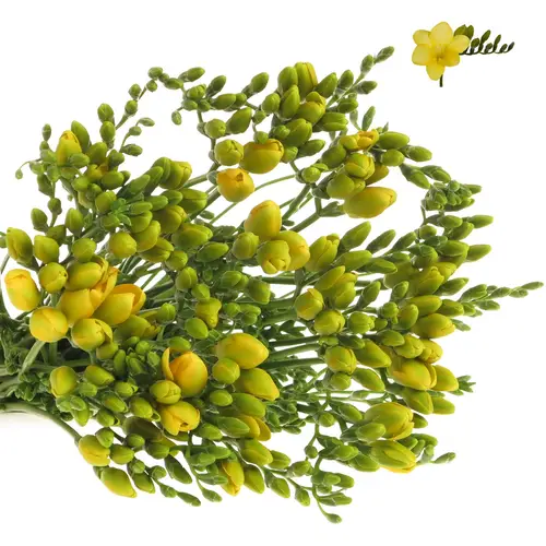 Freesie gelb Serrada 26 Gramm