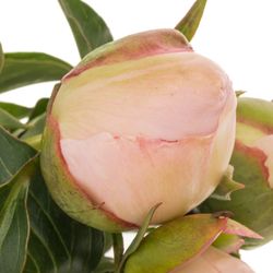 Pfingstrose rosa gefüllt Noemi Frankreich 45