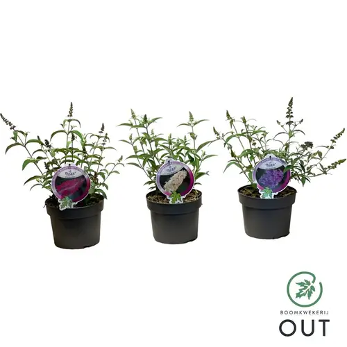 Buddleja mix Buzz T19 H050