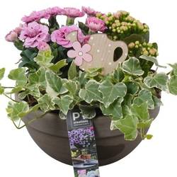 Garten.Arr PTPP6929 T19 H020