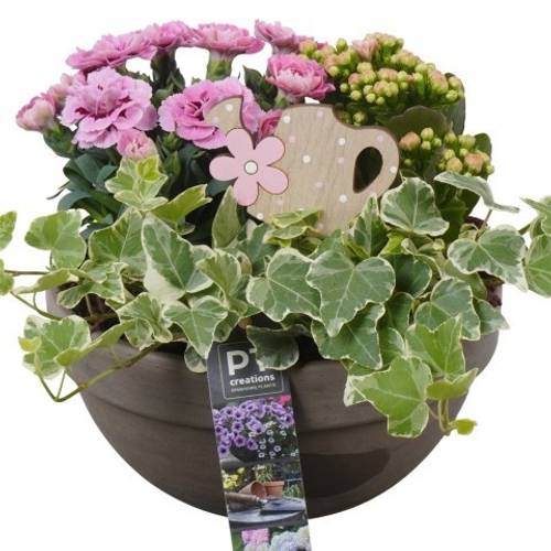 Garten.Arr PTPP6929 T19 H020
