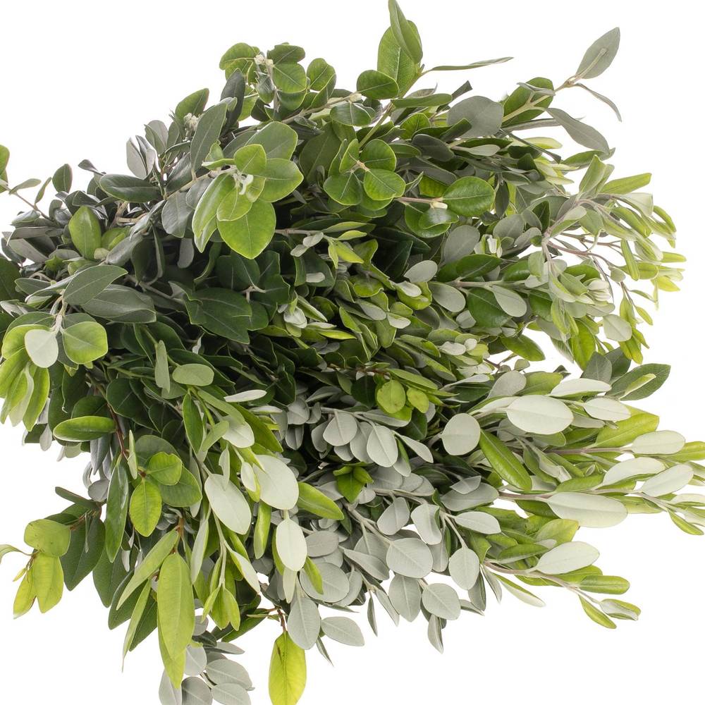Pittosporum grün/grau Ralphi 250 Gramm 40cm